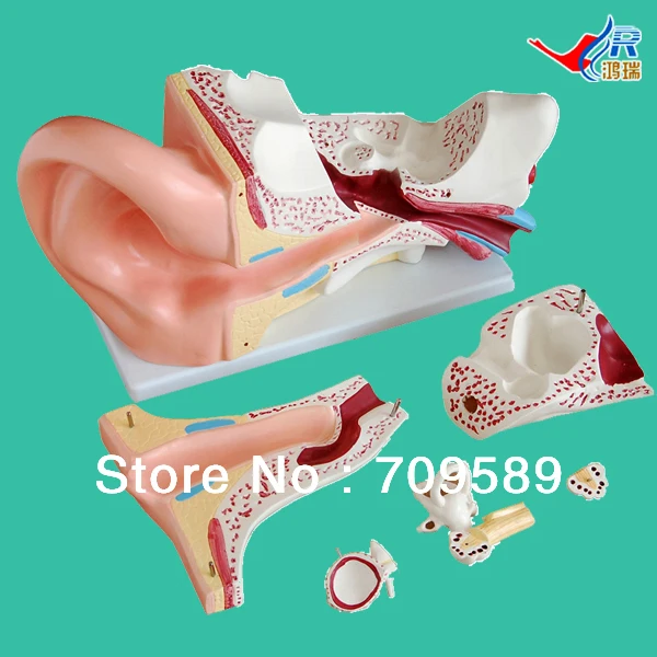 

ISO New Style Giant Ear Model, Anatomical Ear Model