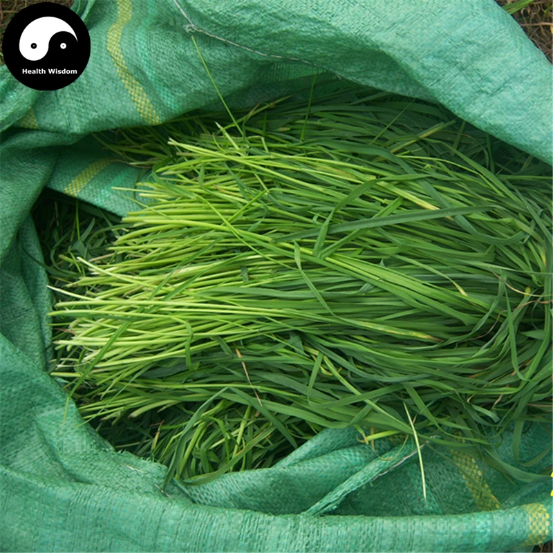 

Buy Timothy Semente 500pcs Plant Forage Grass Phleum Pratense
