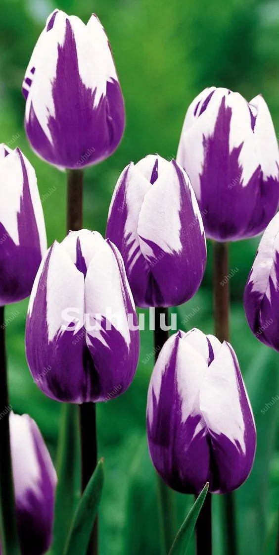 100 Pcs Hot Rainbow Tulip Bonsai Not Bulbs As Ice Cream Rare Flowers Perennial Plants Gift For Home Beautify Garden Decoration 100 Pcs Hot Rainbow Tulip Bonsai Not Bulbs As Ice Cream Rare Flowers Perennial Plants Gift For Home Beautify Garden Decoration