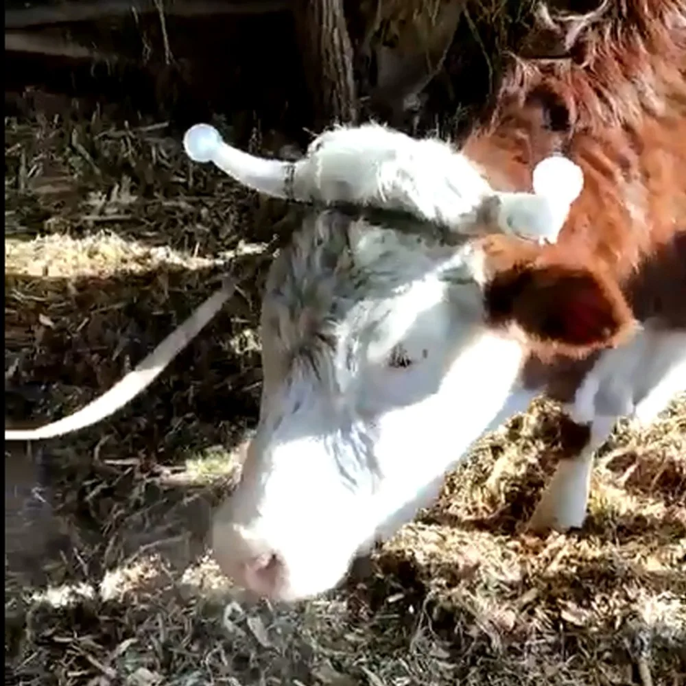 Как защитить корову. Защита для коров от насекомых. Средство от слепней для коров. Как защитить корову. От кровососущих насекомых для коров.