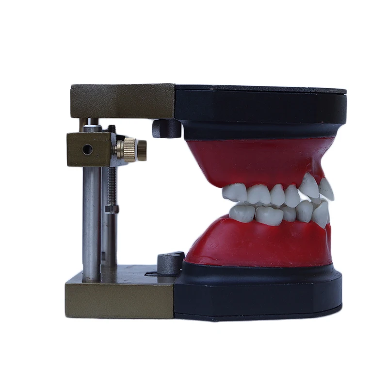 1 pc Teeth Model and Typodont Occluder meet typodont practice requirements