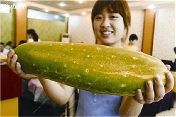 100pcs Japanese Long Giant Cucumber Seeds – Best Seeds Online | Free