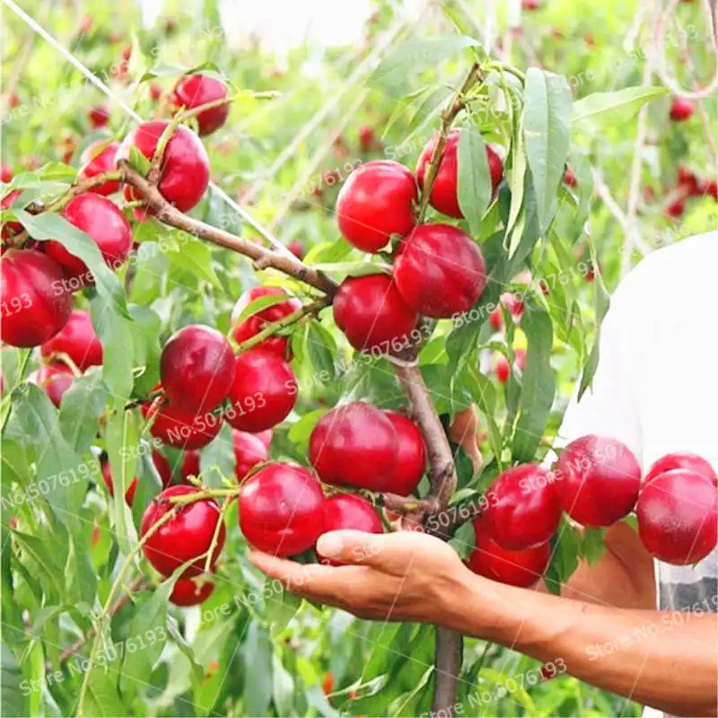 

2Pcs Nectarine Bonsai Tree Plant Peach Tree Plant Healthy and Delicious Family Vegetable Orchard Potted Planting