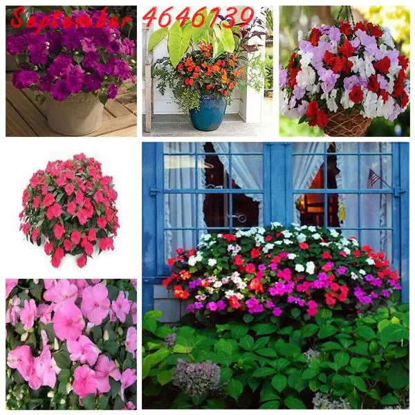 

50pcs Impatiens Balsamina Bonsai Garden Balsam Bonsai Perennial Flower Bonsai Flower Bonsai For Home Garden Plants plant