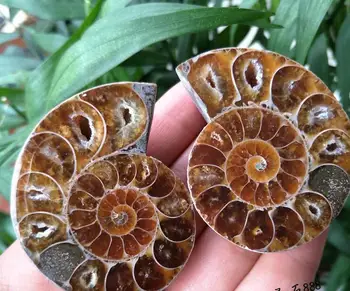 

Free Shipping Ammonite Natural fine gemstone art decoration Please select a specific picture pendant