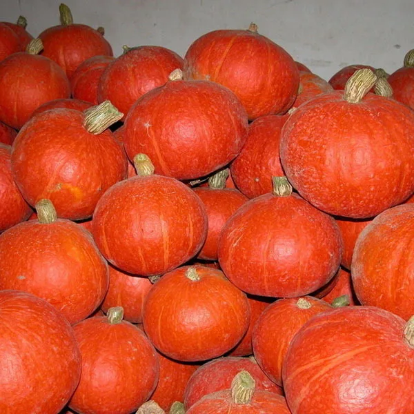 Green Healthy Red Lovely Sweet Delicious Sweet Pumpkin Seed Happy Farm winter squash Color packaging seeds