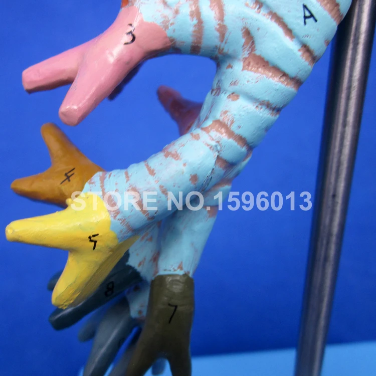 A13006 Larynx,Trachea (13)