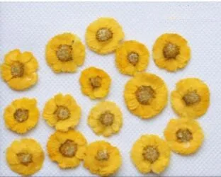 120 шт прессованный высушенный цветок ромашки сухие растения для эпоксидной смолы кулон из смолы ожерелье ювелирных изделий ремесло DIY аксессуары