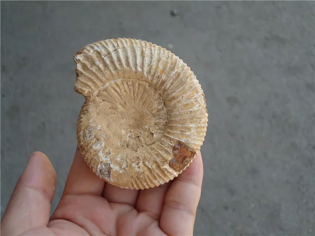 Special Price 160g NATURAL BIG DOUVILLEICERAS AMMONITE FOSSIL CONCH Free Shipping