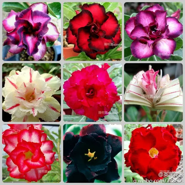 

10 pcs- 100% Genuine Fresh Rare Adenium Obesum (Mixed) * Free Shipping