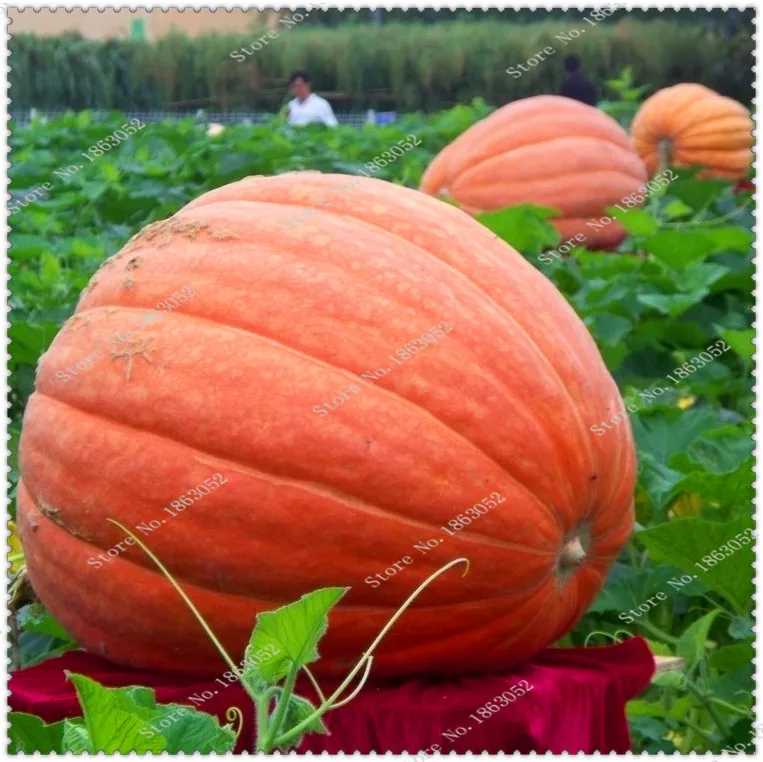 30 seeds/pack pumpkin seeds vegetable seeds giant pumpkin seeds,bonsai