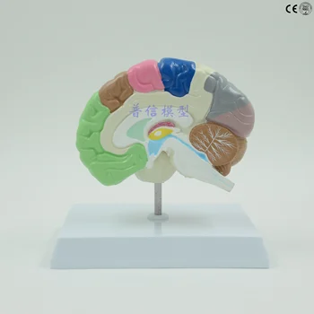 

Brain model Human right hemisphere functional area model brain anatomy medical teaching brain model