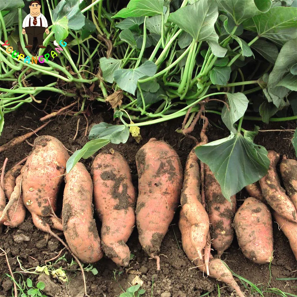 Sweet Potato Seeds 20Pcs Best Seeds Online Free Shipping Worldwide