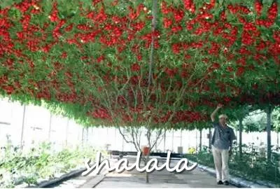 500 Pcs Climbing Tomatoes Bonsai Delicious Nutritious Organic Fruits And Vegetables Bonsai For Home Garden Potted Plants