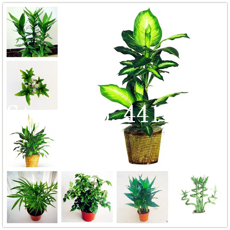 

New varieties 50pcs Rare bamboo bonsai Plant,Bambusa ventricosa Bonsai Perennial decorative garden potted plants semillas flores