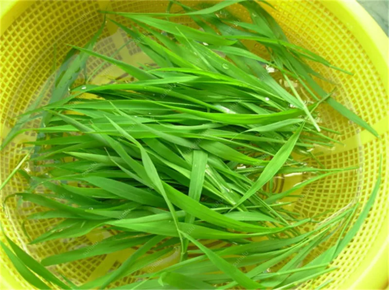 Free Shipping 1000 pcs Cat Grass Bonsai Foliage Plant Bonsai Wheat Grass Mint Smell Superior Cat Food For Your Pet Easy To Grow Free Shipping 1000 pcs Cat Grass Bonsai Foliage Plant Bonsai Wheat Grass Mint Smell Superior Cat Food For Your Pet Easy To Grow