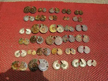 

31 PAIRS RAINBOW NATURAL BEAUTIFUL FOSSIL BIVALVE FOSSILS SPECIMEN