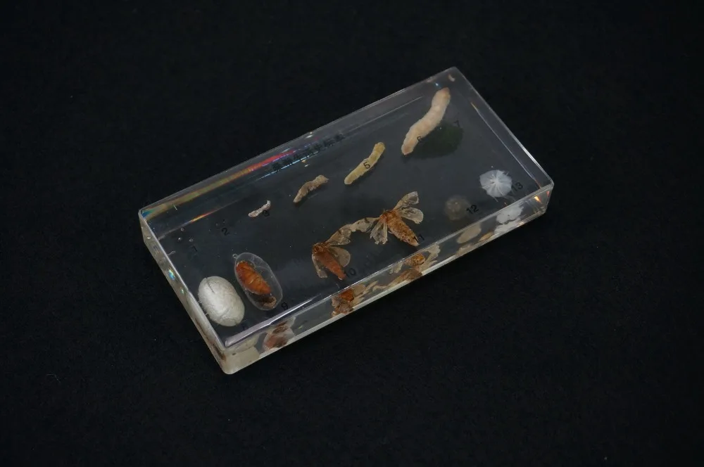 Жизненный цикл образцов шелкопряда в ясном Lucite образовательном инструменте