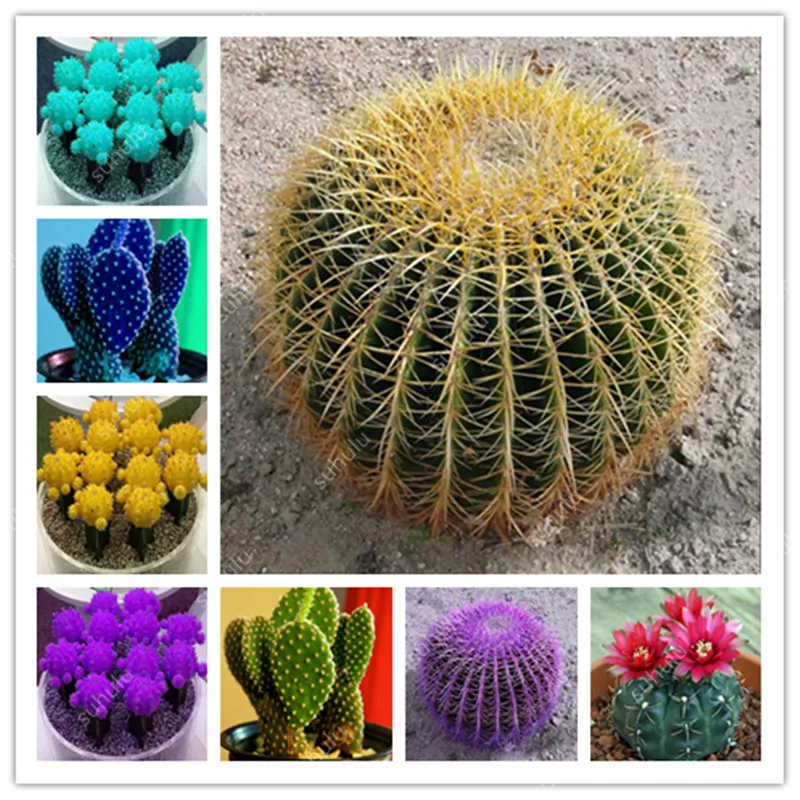 

20pcs/Bag Succulent Cactus Bonsai ,Astrophytum Mixed Organic Beauty Mini Lithops Plant Bonsai Diy Home Garden Free Shipping