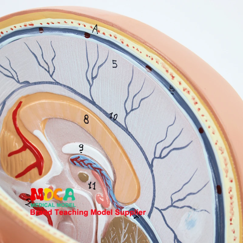 Медицинские 4-часть головы череп для изучения анатомии, мозжечка, глазного яблока, устные и носовой полости манекен для медицинского