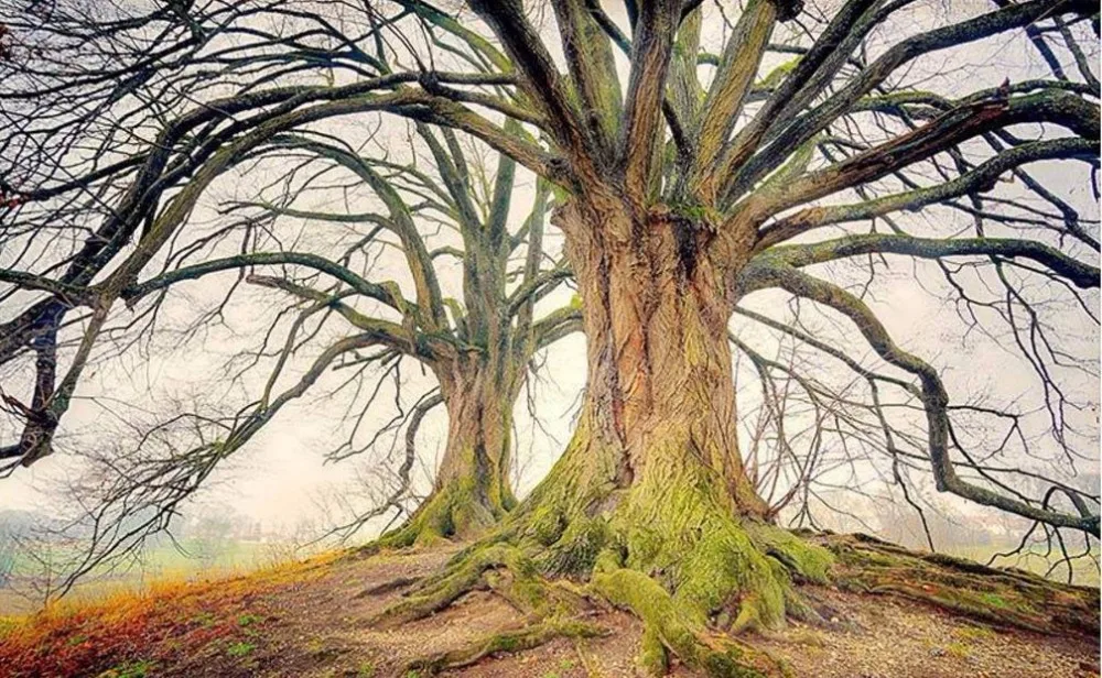 36020180509095056834