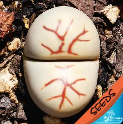 

100% Fresh Real " Zorro EX SH " Lithops succulent cactus Semillas~Living stones