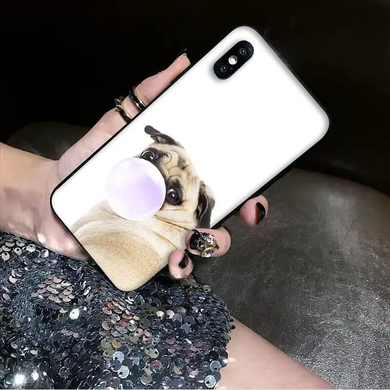 Animal Cute Pug Dog