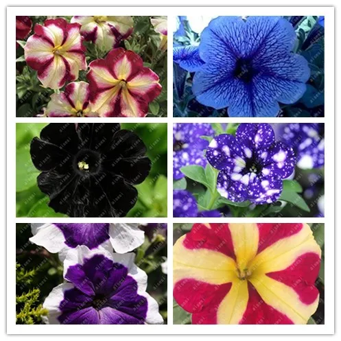 

100Pcs/ Bonsai Petunia Flower Morning Glory Plant Very Easy Grow Rare Petunia Flowers Bonsai Plant for Home Garden Decoration