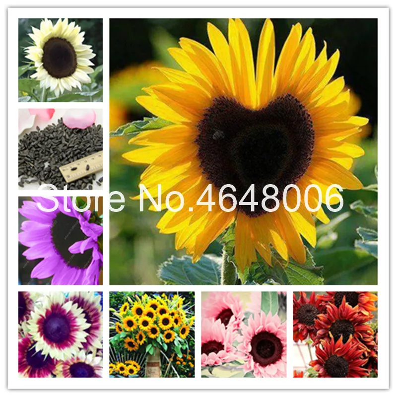 

40 Pcs/Bag Colorful Sunflower Bonsai, Ornamental Helianthus Annuus Bonsai Flower,Natural Growth For Home Garden Balcony Planting