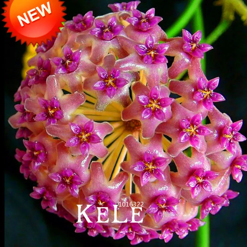Новое поступление! балкон горшечные цветы Hoya бонсай, темный сад Hoya Carnosa, Орхидея растения 25 цветов 100 шт./лот,# FSJEOW