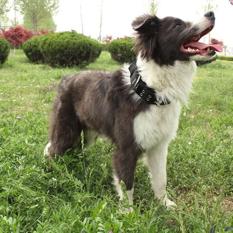 dog collar husky
