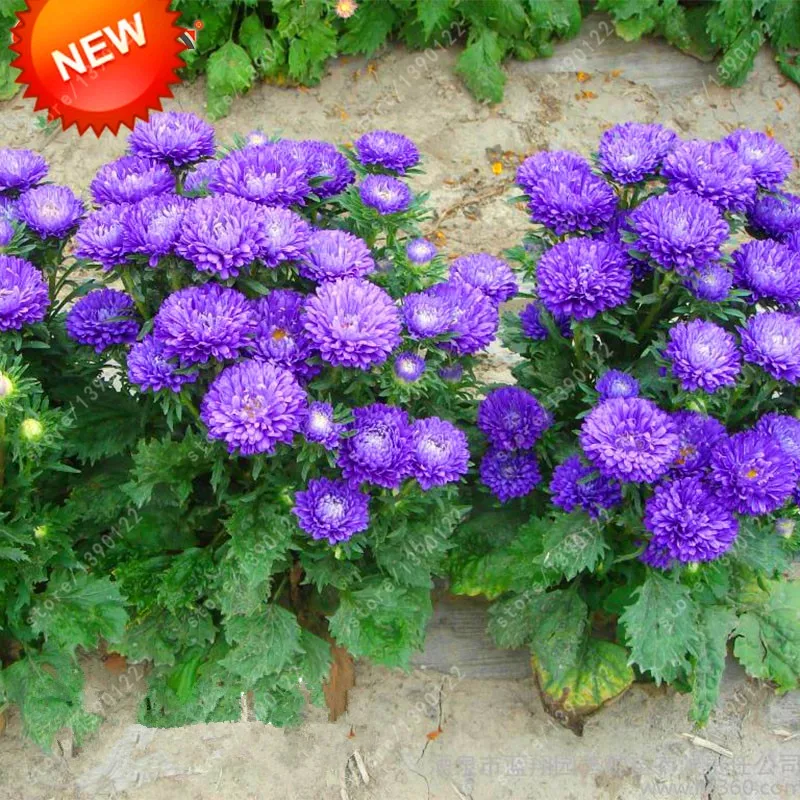 Китайская Хризантема Купить Семена