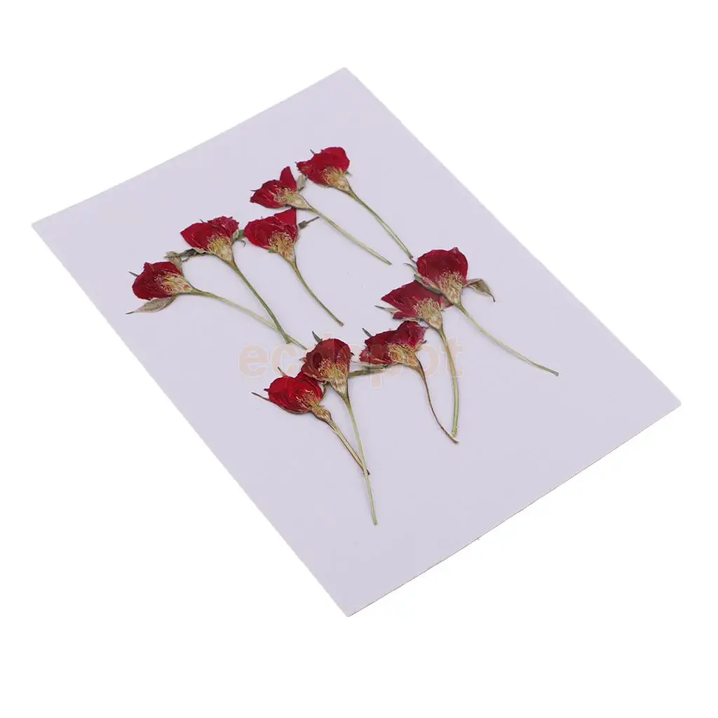 MagiDeal 10 Pieces Pressed Real Dried Flower Half Cut Rose for DIY Craft Scrapbooking Home Ornament Resin Making Decoration