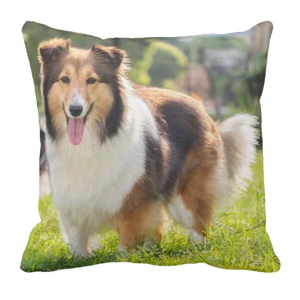 cute sheltie