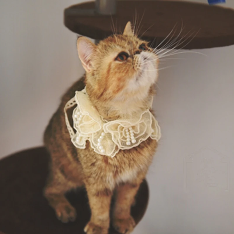 

[MPK Store] Gorgeous Pearl Collars, Pet Wedding Collars, Cat Collars, Collars for Small Dogs