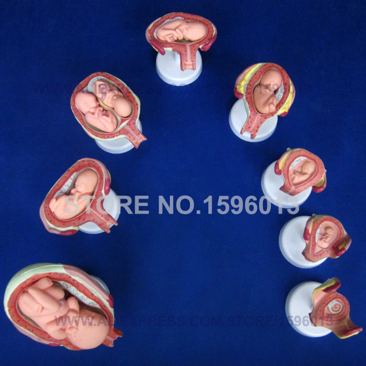 Модель развития плода, модель развития эмбриона, анатомическая матка и плод с пупочным шнуром, модель развития плода