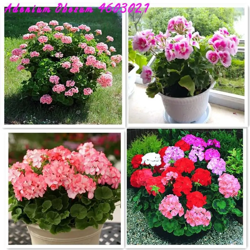 

Best selling ! 100 pieces color bonsai geranium DIY rare variegated room home garden vase vase bonsai garden bonsai plants