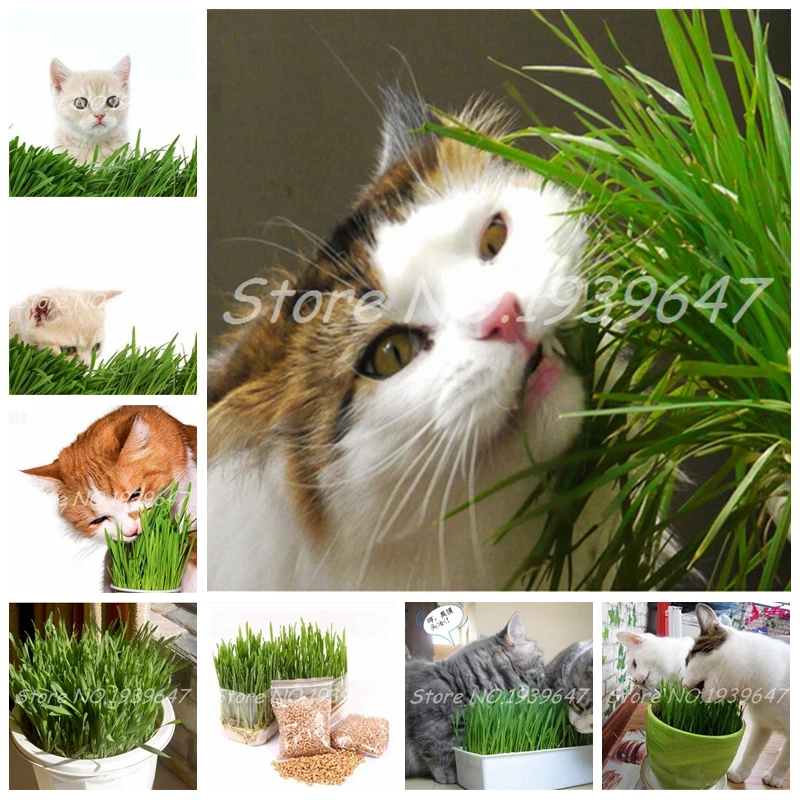 

1000 Pcs Cat Grass Plant Herb Edible Lemongrass Kitchen Vegetable Bonsai Medicinal Use graines legumes potager DIY Home garden