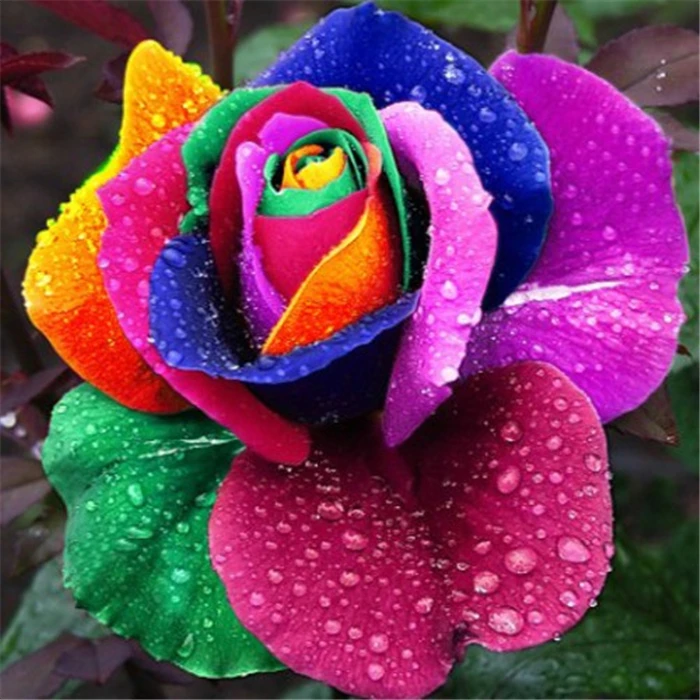 

100pcs plants Rare Holland Rainbow Rose Flower Home Garden rare rainbow rose flower plants Succulent Cactus Plants