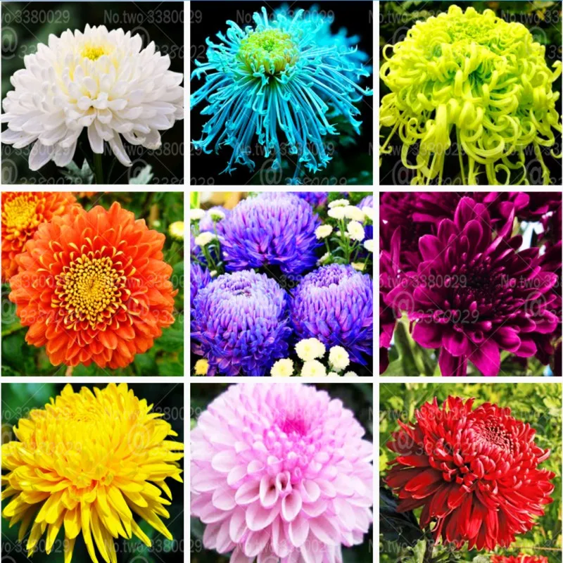 

100pcs Multiple colour chrysanthemum bonsai chrysanthemum flower bonsai perennial indoor flowering home garden potted plants