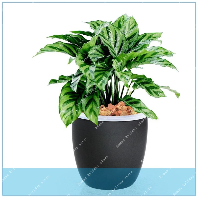 

New Arrival 100 Pcs / Bag Calathea Potted Bonsai Flower Indoor Garden Ornamental Plant Germination Rate 95%