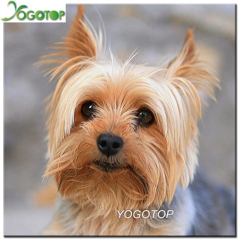 

YOGOTOP Full square Diamond Painting Pet Dog Yorkshire Terrier Handicraft Needlework 5d Drill Mosaic DIY Embroidery QA422