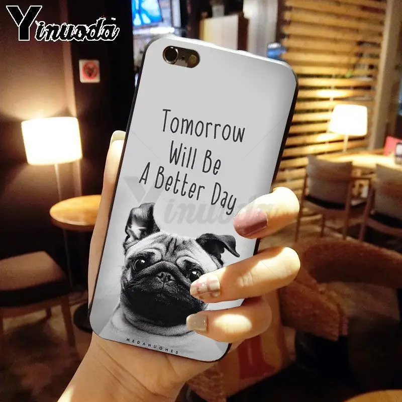 pug dog animal