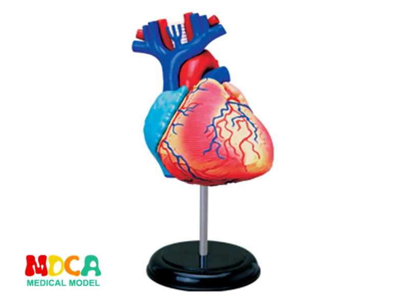 4d master puzzle Assembling toy human body organ anatomical model medical teaching model