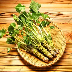 100 шт горчичный японский горчичный васаби растительные сементы домашнее Садоводство высадка для многолетних Харди