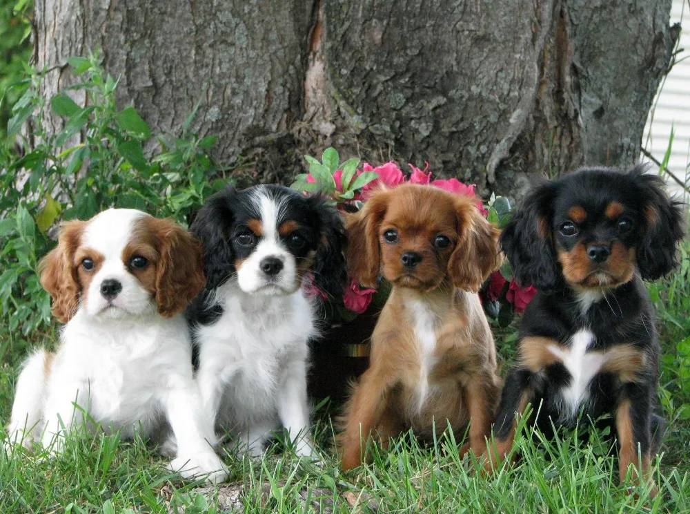 cavalierkingcharlesspanielpuppiesavailableinmn