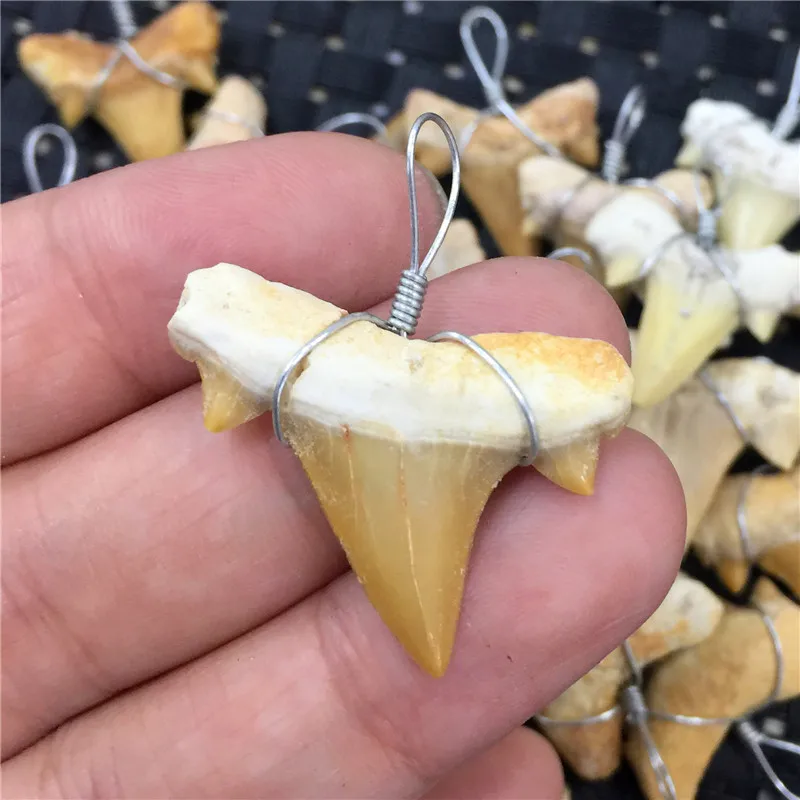 1PC Natural Animal Fossil Shark Teeth Pendant Fossil Mineral Specimens For Collection WoMen's Men's Necklace As Gift