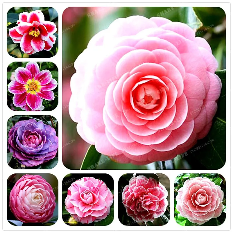 

100% Real Camellia Bonsai Potted Flowers Bonsai Indoor / Outdoor Plant 24 Colors Available 2particle / Pack