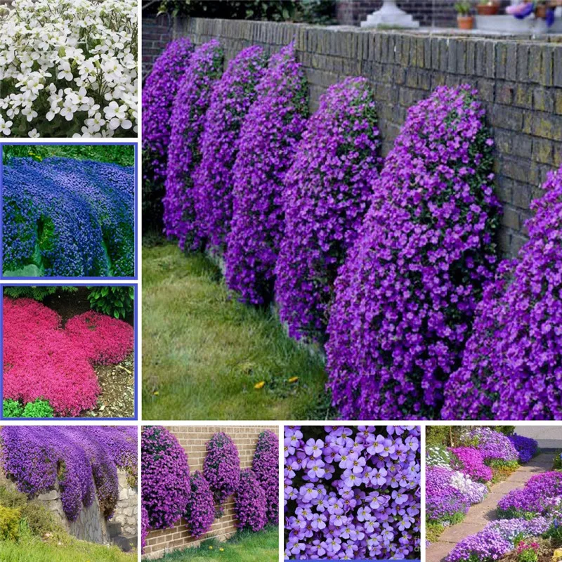 

100 Pcs/Bag Creeping Thyme Bonsai, Rare Color ROCK CRESS Plant Perennial Ground Cover Flower Natural Growth For Home Garden