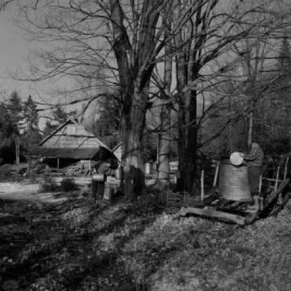 USA  New Hampshire  Lancaster  Farmers gathering sap with horses Poster Print (18 x 24)
